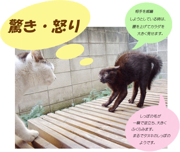 しっぽでわかる 猫のキモチ 講座 あにまある支援隊 個人ボランティアのブログ
