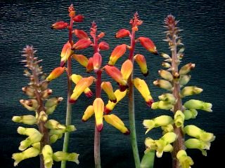 花言葉 No3 ラナケリア 移り気 夜空に揺れる お月さま