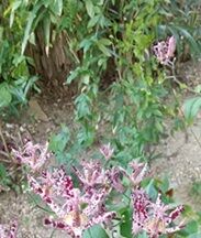 6-11-14ほととぎす