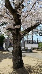 3-4-1桜の樹