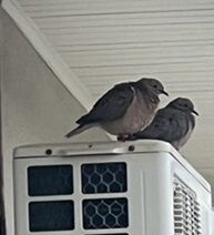 6-11-8ぶらじるとり