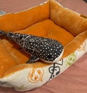 6-10-1ジンベイザメ