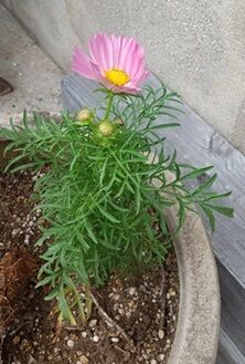 6-10-7こすもす２