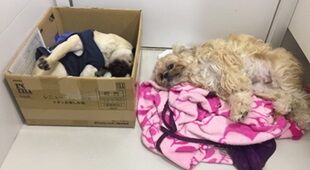 6-10-21段ボール犬2