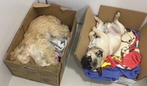 6-10-21段ボールイン犬