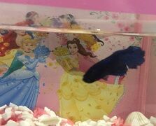 3-3-26ねぷちゅーん2