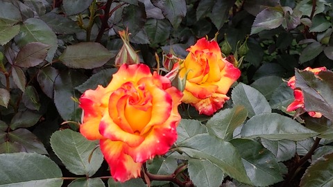 IMG_20200426_142006