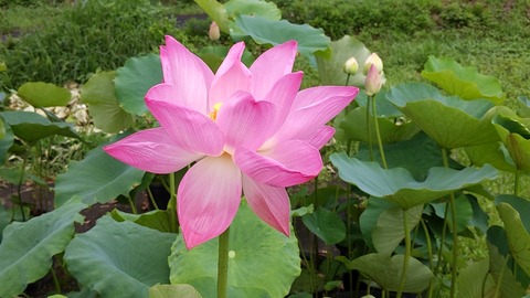 IMG_20200712_111011