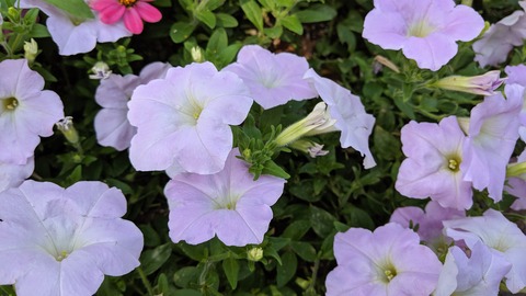 IMG_20190707_143338