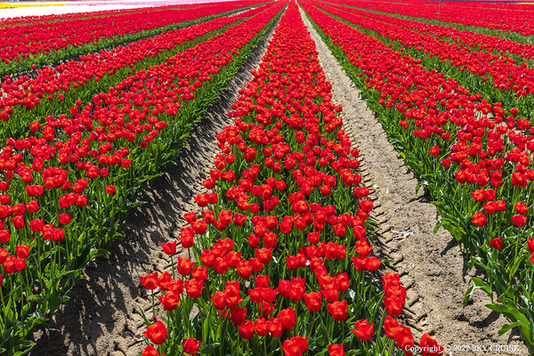 3-2022-04-28_tulip-01