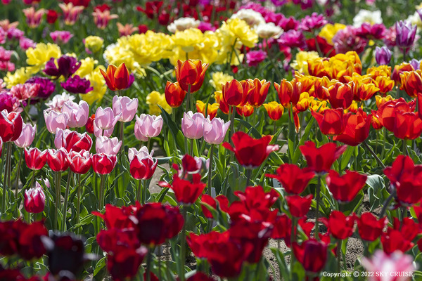 3-2022-04-28_tulip-16