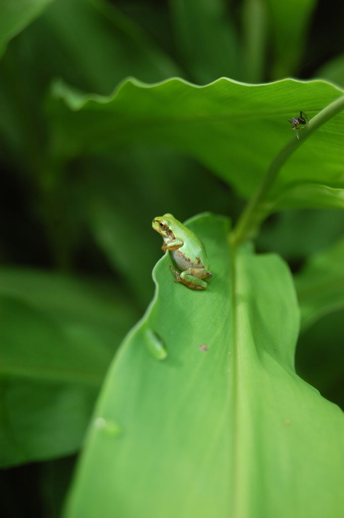 ミョウガにカエル 木工房 弓槻