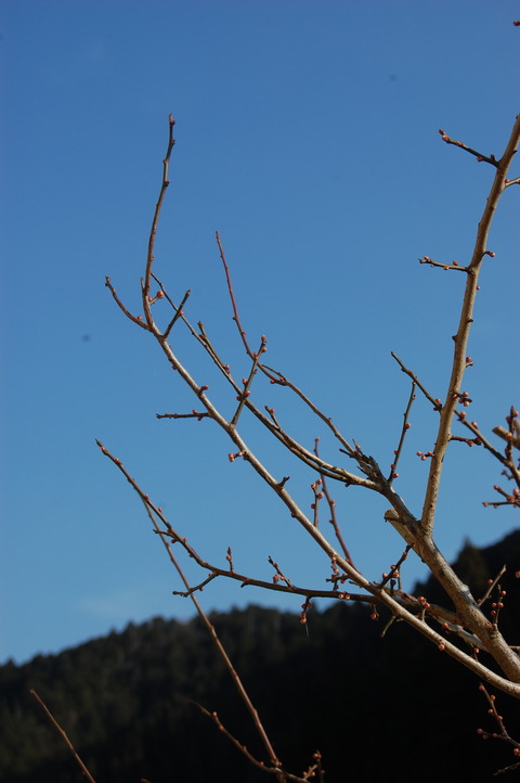 DSC_0007 (4)