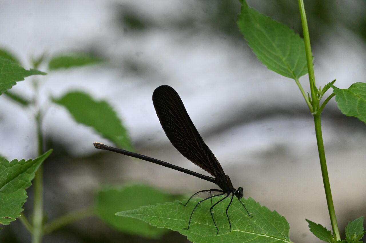 羽黒トンボ 木工房 弓槻