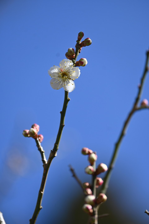 DSC_0378 (1)