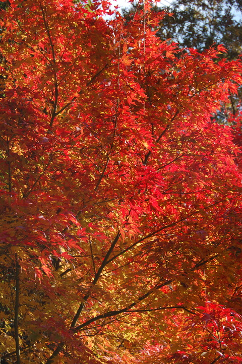 DSC_0011 (2)