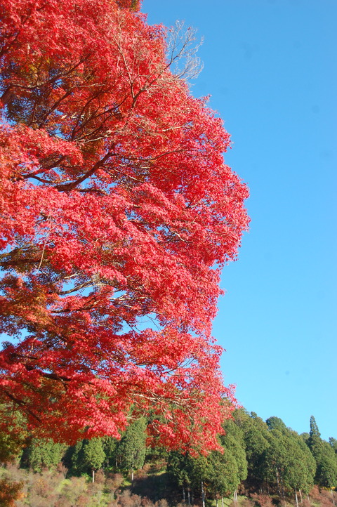 DSC_0046 (1)