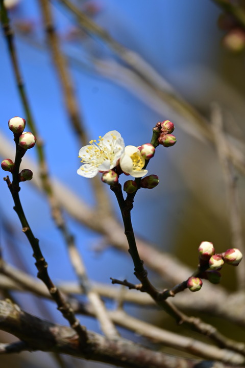 DSC_0459 (1)