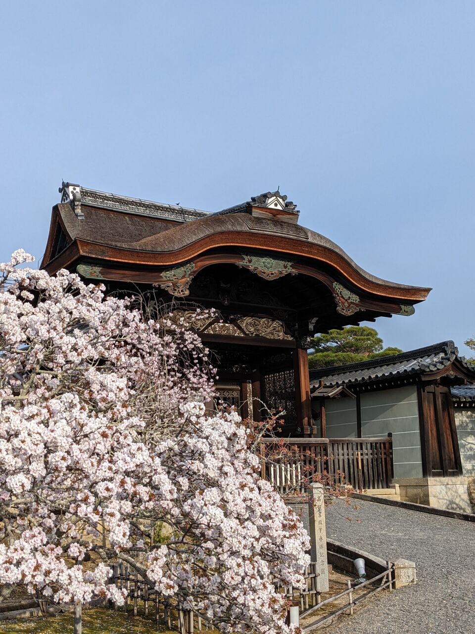 木工房 弓槻:御室桜