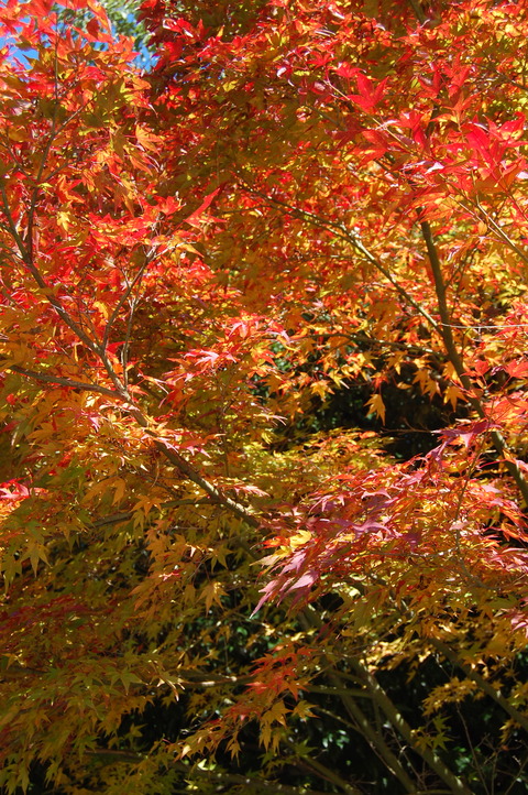 DSC_0028 (1)