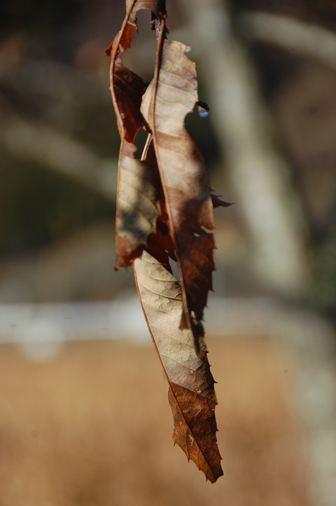 DSC_0102