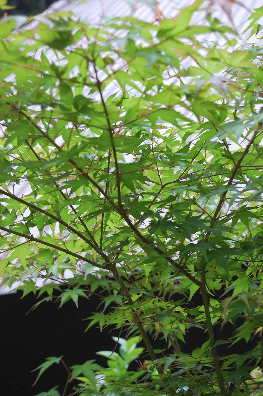 木工房 弓槻:庭のカエデ