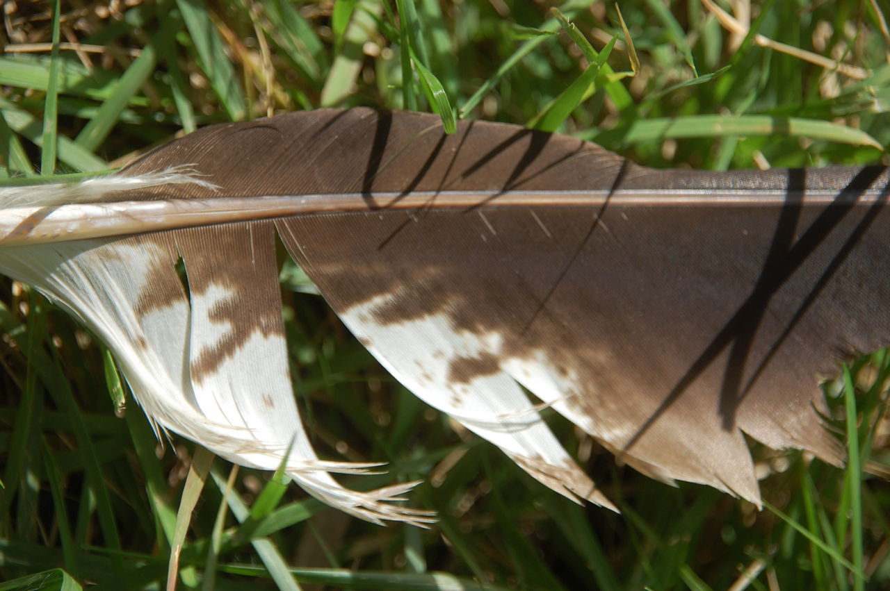 鳶（トンビ）の羽根？ : 木工房 弓槻
