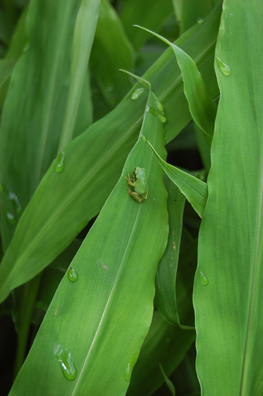 ミョウガにカエル 木工房 弓槻