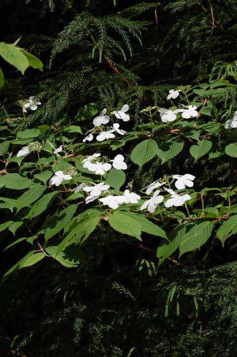 もみじ　卯の花 043