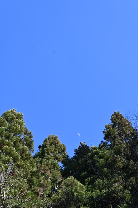 DSC_0443 (1)
