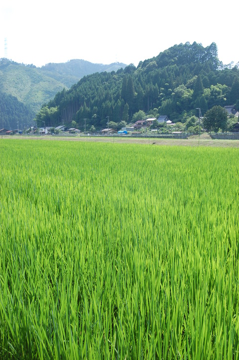 ダイニングチェア 風景 012