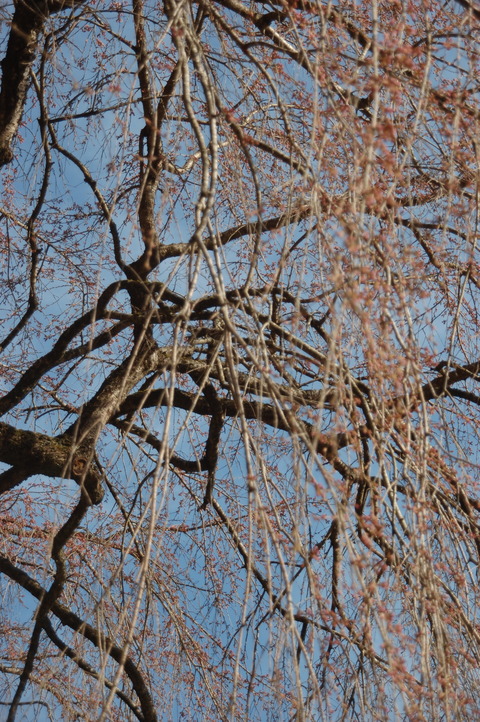 DSC_0017