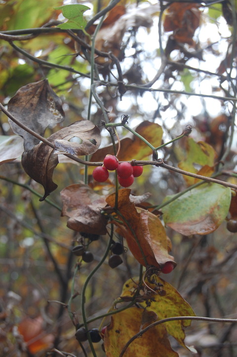DSC_0064 (2)