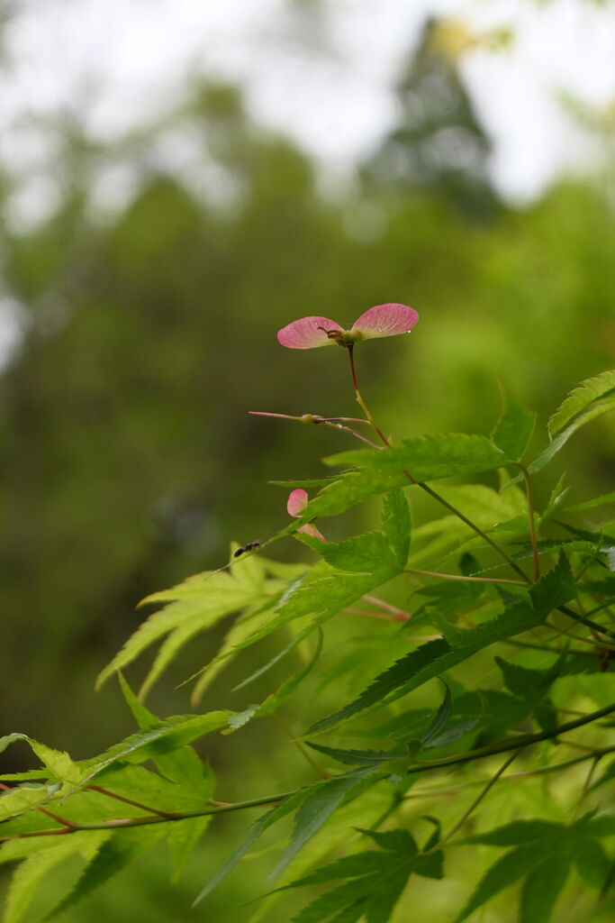 楓の花 木工房 弓槻
