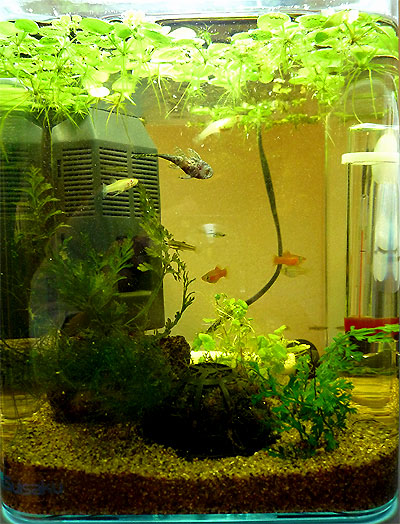 稚魚水槽その後と新キャラ登場 Moon Phase 雑記 Other Side