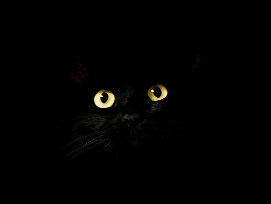 猫には幽霊が見えている 千一夜すもつくれん話 猫には幽霊が見えている 千一夜すもつくれん話