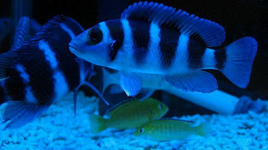 日本産淡水魚とアフリカ産淡水魚 千一夜すもつくれん話