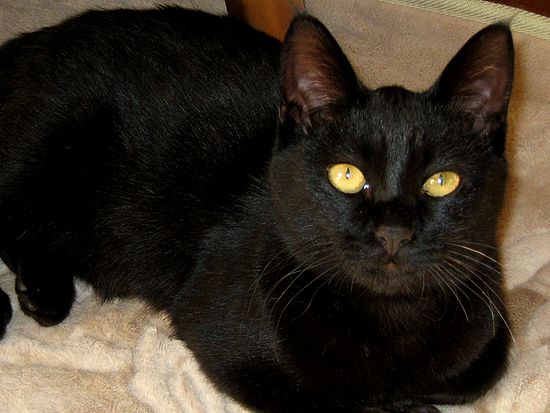 黒猫の目の色が変わった 千一夜すもつくれん話 黒猫の目の色が変わった 千一夜すもつくれん話