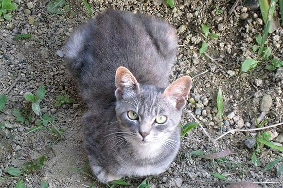 野良猫の餌付け 千一夜すもつくれん話