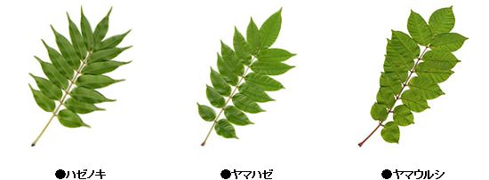 危険な植物 千一夜すもつくれん話