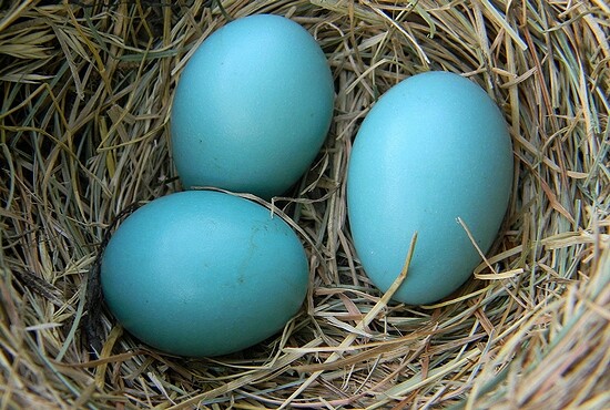 1280px-American_Robin_Eggs_in_Nest