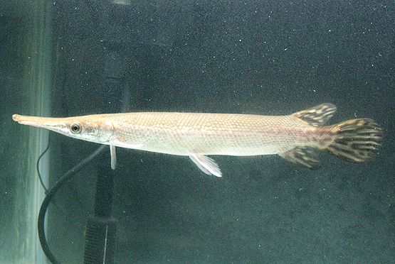 マンファリの人工飼料飼育 : 千一夜すもつくれん話