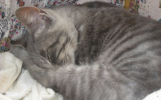 野良猫を家猫に・・・失敗と成功 : 千一夜すもつくれん話