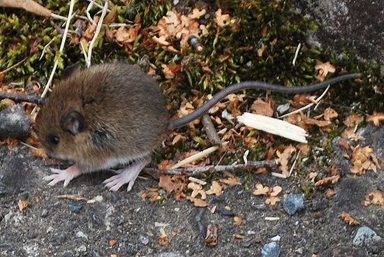 小型のネズミ 千一夜すもつくれん話