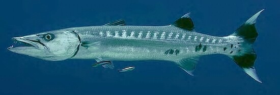 T736NDkA_vnd_ms-photo