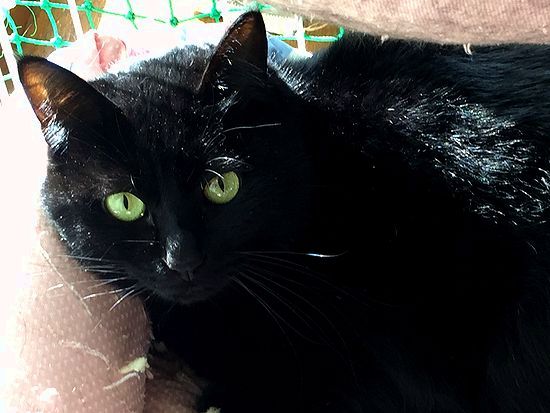 黒猫の目の色が変わった : 千一夜すもつくれん話