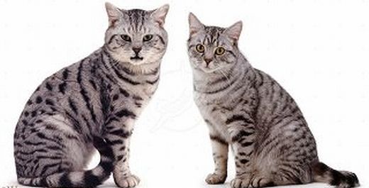 猫 オスとメスの違い 千一夜すもつくれん話 猫 オスとメスの違い 千一夜すもつくれん話