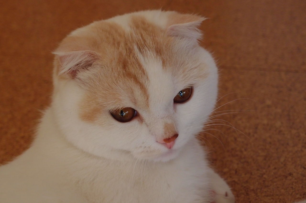 目の上にハゲ出現 夫と娘と猫との暮らし