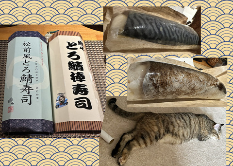鯖🐈
