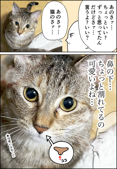 猫の鼻